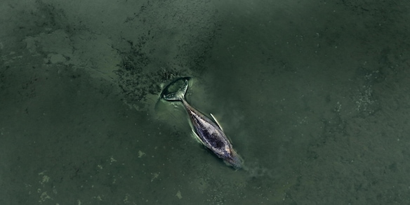 La megattera nel Baltico ancora in agonia, fra le proteste