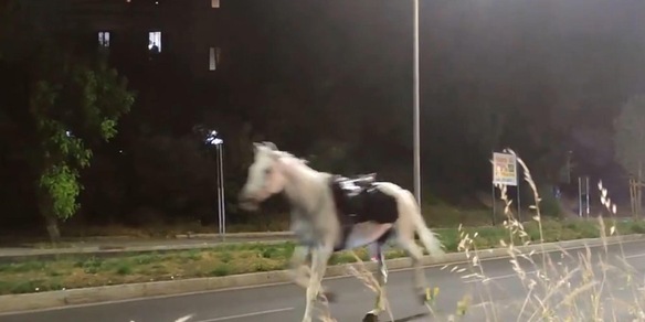 Cavalli in fuga, i vigili coinvolti saranno esclusi dai servizi operativi