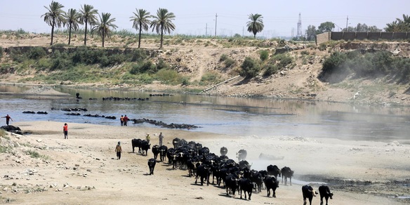 Giornata contro la desertificazione, il tema è la tutela dei pascoli
