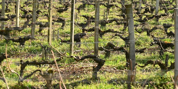 Caldo, muore mentre lavora nella vigna nel Piacentino