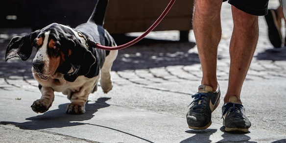 L'afa colpisce anche cani e gatti, in Francia aumento quasi del 10% mortalità