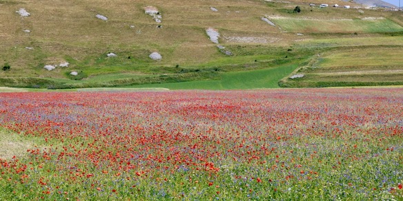 >ANSA-BOX/ A Castelluccio di Norcia il caldo spegne la fioritura