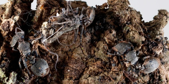 Scoperti in Messico sei 'funghi zombi' che infettano formiche e ragni