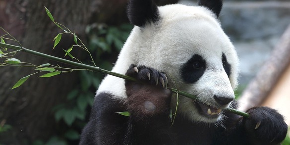 Due panda giganti dalla Cina in volo verso uno zoo negli Usa