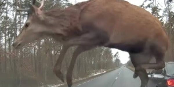 I cervi sbucano all'improvviso e saltellano sulla BMW! VIDEO
