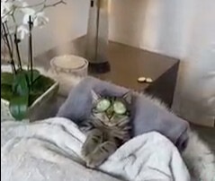 Povero gattino, non riesce a stare in pace neanche in una SPA