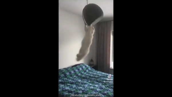 Acrobata a suon di musica: il gatto sul lampadario è pazzesco