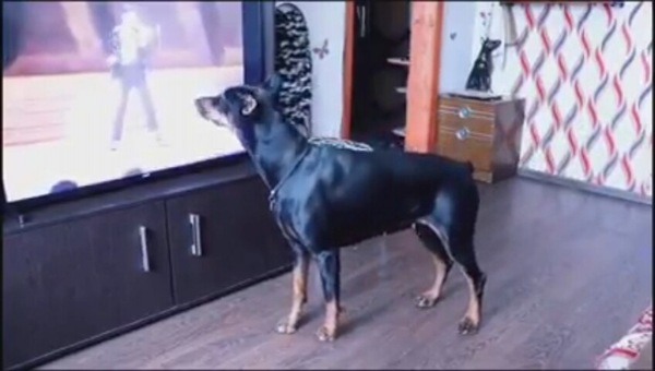 Parte la musica e il cane si trasforma in… Michael Jackson