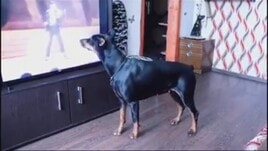 Parte la musica e il cane si trasforma in… Michael Jackson