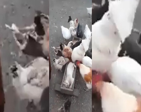 Galline a dieta? Ci pensa il gatto a non farle mangiare
