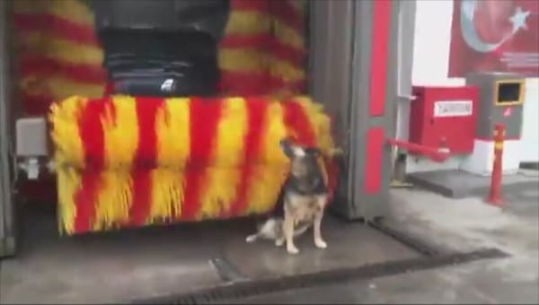 Il cane si coccola all’autolavaggio: non resiste alle spazzole “massaggianti"!