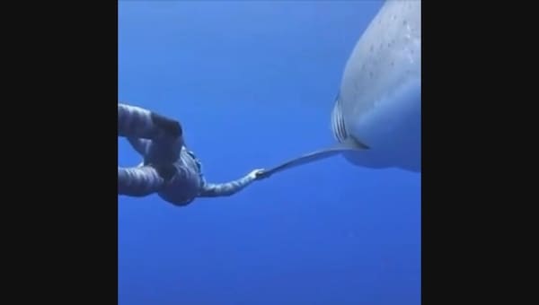 Incontra il gigantesco squalo bianco: subacquea temeraria lo prende per la pinna