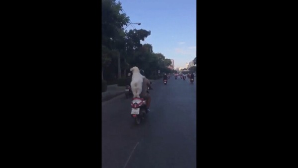 Motociclista a quattro zampe: scatta il semaforo verde e….