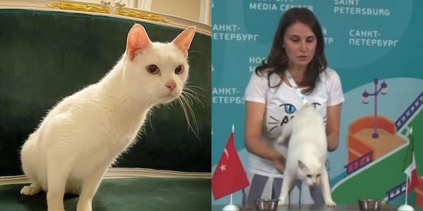 Achille, il gatto indovino svela il verdetto di Italia-Turchia a Euro 2020!