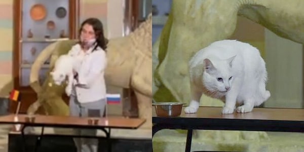 Achille il gatto stupisce la Russia: la nuova previsione per Euro 2020