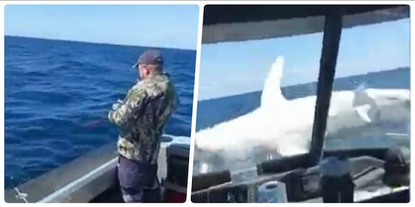 Uno squalo gigantesco salta su una barca! Il video fa impazzire i social: è vero o è un fake?