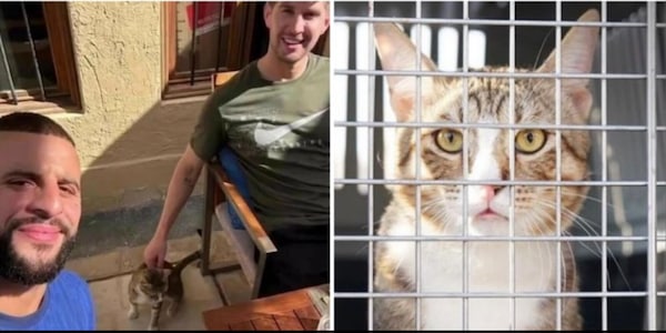 Gli inglesi hanno adottato un gatto in Qatar: cosa ne sarà di lui ora