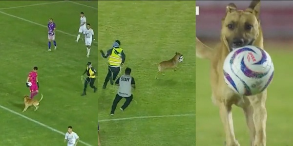 Messico, un cane ruba il pallone e corre via: non lo prende nessuno!