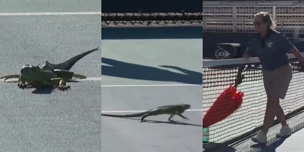 Incredibile al Miami Open: partita sospesa per un'iguana in campo!