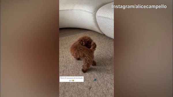 Il cane di Campello e Morata impazzisce...da solo!