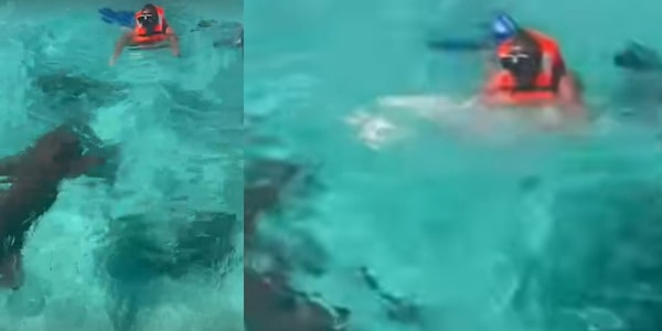 Totti terrorizzato tra gli squali, il video dalle Maldive è virale