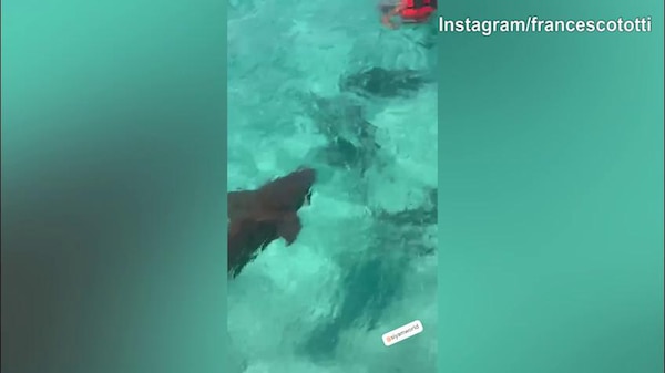 Totti, che paura! In acqua con... gli squali