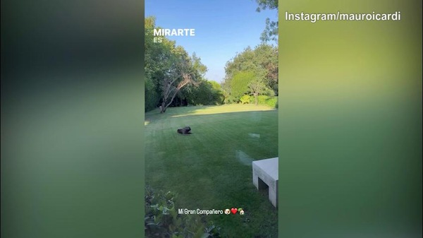 Icardi dedica un messaggio al suo cane: "Mio compagno..."