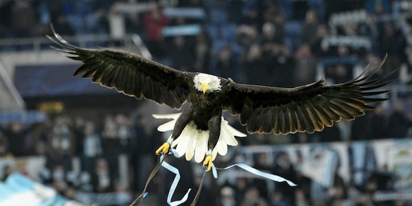 Lazio, trattativa in corso per il nuovo falconiere di Olympia: c'è un'altra candidatura