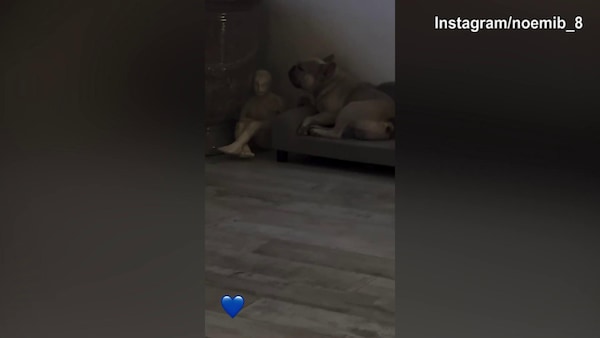 Totti in campo per Operazione Nostalgia, Noemi lo guarda mentre il cane...