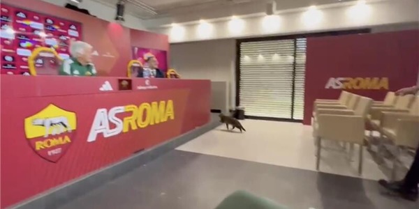 Incredibile, un gatto interrompe la conferenza a Trigoria. Gasperini se la ride: "Mitico..."
