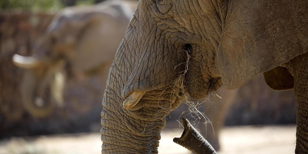 In Sudafrica si dibatte sul destino degli ultimi tre elefanti ospitati in uno zoo