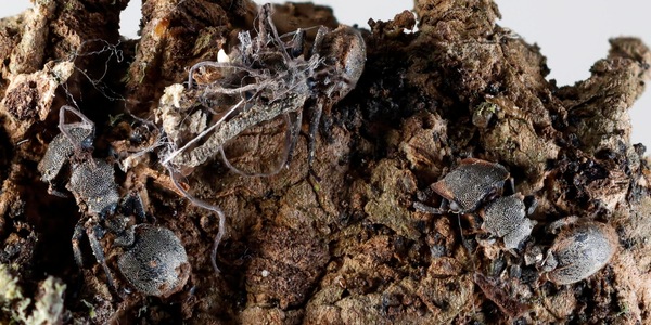 Scoperti in Messico sei 'funghi zombi' che infettano formiche e ragni