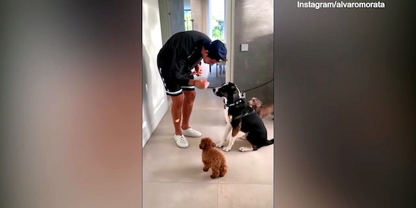 Morata, la routine mattutina con i suoi amici "quattro zampe"