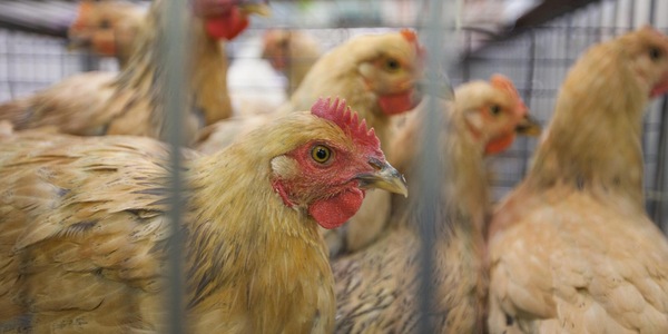 Dall'Ue 73 milioni all'Italia per gli allevatori colpiti da aviaria e peste suina