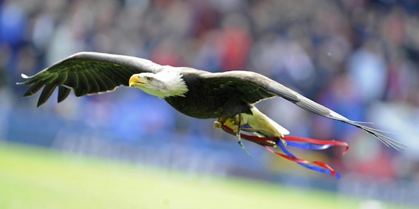 Gli animalisti contro il Crystal Palace: "Stop all’aquila"