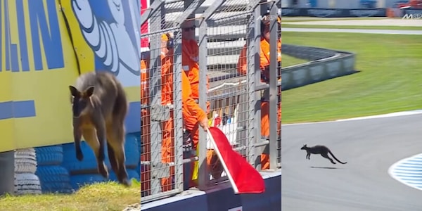 La MotoGP si ferma... per un canguro! Cosa è successo durante le prove libere in Australia