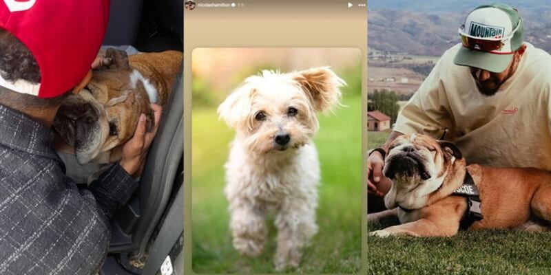 <p>Nuovo lutto per la famiglia Hamilton, dopo l&#39;addio a Roscoe muore anche Oscar</p>