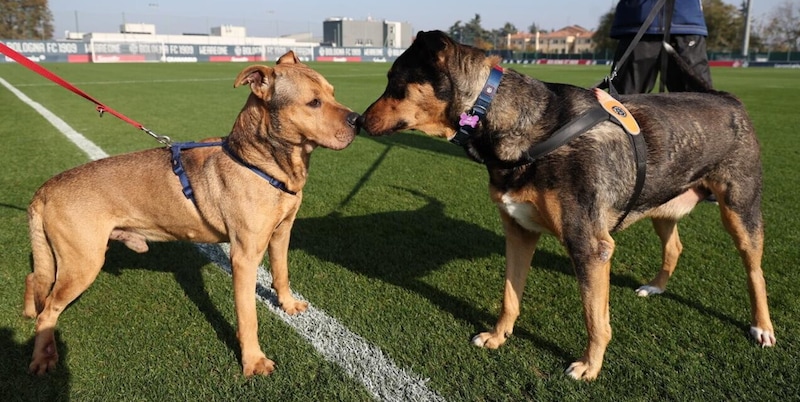 "Un gol per loro": il Bologna adotta a distanza due cani dei canili