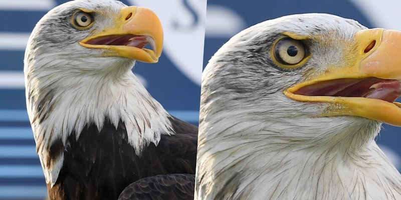 Il falconiere attacca la Lazio sulla nuova aquila: "&Egrave; sempre Olympia". Ma si sbaglia, ecco perch&eacute;